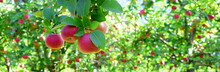 Reife Rote Äpfel - Apfelwiesen In Südtirol Kurz Vor Der Apfelernte