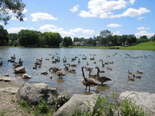 Flock Of Canadian Geese In Pond