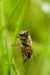 macro de abelha