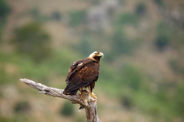 Canvas Print - The Spanish imperial eagle (Aquila adalberti), also the Iberian imperial , Spanish or Adalbert's eagle sitting on the branch with prey. Imperial eagle  with rabitt with mountains in the background.