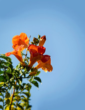 Red Bells Campsis Flower On A Blue Sky Background Place For Text