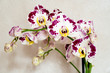 Orchidee Sfondo Chiaro