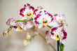 Orchidee Sfondo Sfuocato Chiaro