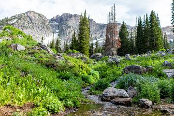 Albion Basin, Utah summer with landscape view of rocky Wasatch mountains on Cecret Lake trail hike with rocks and trees by meadow