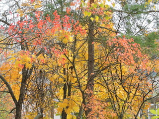 Wall Mural - Colorful trees in october