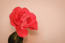 Scarlet Rose On Beige Background There Is A Place For Your Inscription