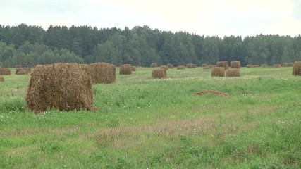 Wall Mural - Tractor collecting straw bales during harvesting in the field at nice blue sunny day. Straw collection after wheat harvests. Loading bales of straw on trailer. Tractor driven straw bales on the field