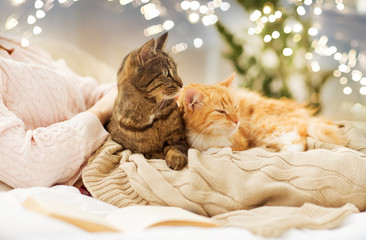 pets, hygge and people concept - close up of female owner with red and tabby cat in bed