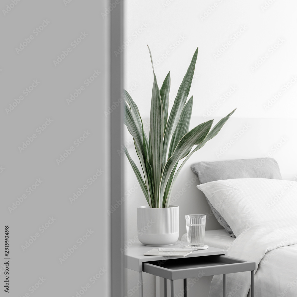 sansevieria mix African Spear Plant 'Sansevieria cylindrica'