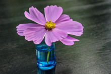 Pink Cosmos Flower In Shot Glass