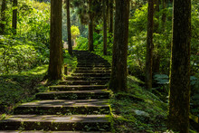 Stairs In The Forest