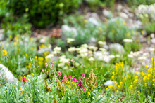 Albion Basin, Utah Wildflowers In Summer In Wasatch Mountains With Meadow Of Pink, Red And Yellow Flowers Shrubs