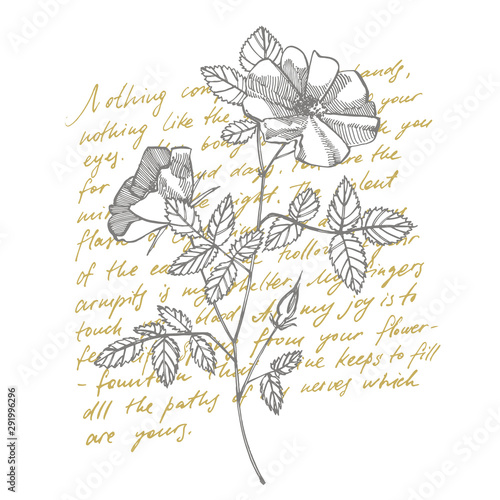 Wild rose flowers drawing and sketch illustrations. Decorative floral set for...