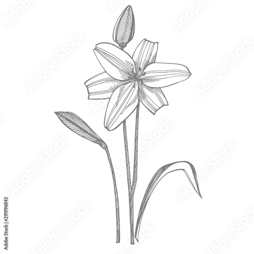 Lily flowers. Botanical illustration. Good for cosmetics, medicine, treating,...