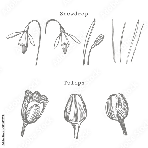 Tulip and Snowdrop flower graphic sketch illustration. Botanical plant illust...