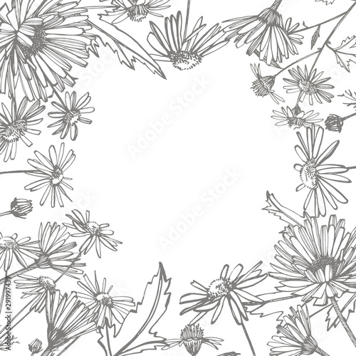 Chamomile. Collection of hand drawn flowers and plants. Botany. Set. Vintage ...