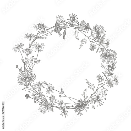 Chamomile. Collection of hand drawn flowers and plants. Botany. Set. Vintage ...