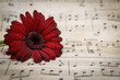 red gerbena daisy on antique sheet music