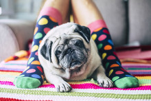 Cute Close Up Of Pretty Pug Between Two Legs With Coloful Socks - Best Friend Of The Man Forever And Alwais Together - Dog Looking At The Camera
