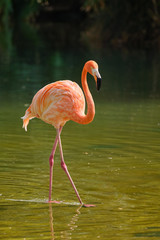 Plakat flamingo natura krajobraz