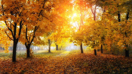 colorful trees and rural road in deep autumn forest, natural background