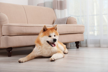 Poster - Adorable Akita Inu dog on floor in living room