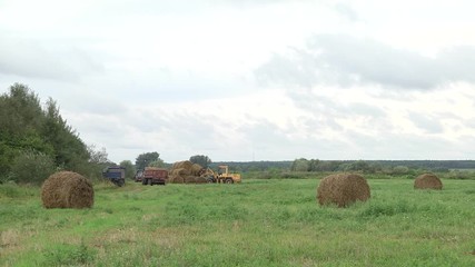 Wall Mural - Tractor collecting straw bales during harvesting in the field at nice blue sunny day. Straw collection after wheat harvests. Loading bales of straw on trailer. Tractor driven straw bales on the field