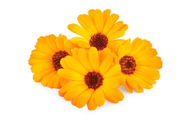 Calendula. Marigold flower isolated on white background