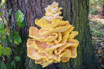 Crab-of-the-woods, sulphur polypore, sulphur shelf or chicken-of-the-woods. Laetiporus sulphureus is a species of bracket fungus