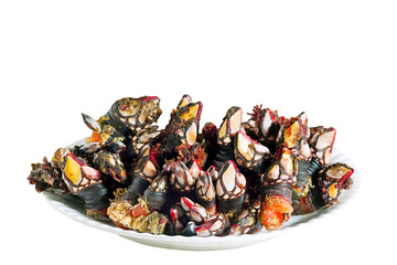 percebes barnacles marisco fresh isolated ,  Galicia , Spain