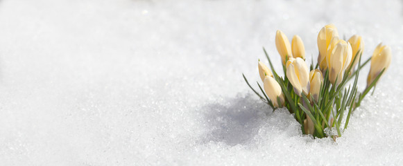 Crocuses yellow blossom on a spring sunny day in the open air. Beautiful primroses against a background of brilliant white snow.