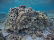 Hawaii: bunte Unterwasserwelt