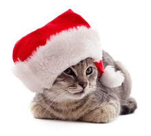 Kitten In Christmas Hat.