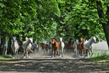 Fototapeta Konie - konie na alei kasztanowej