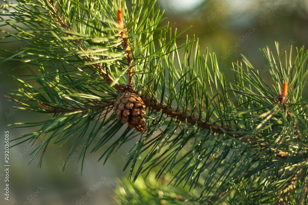 Pine Cone and Branches with green needles - obrazy, fototapety, plakaty 