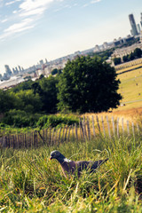 Wall Mural - Greenwich park. London pigeon in the grass, England, UK.