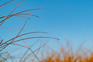 Wall Mural - Golden glow of sedge growing on sand as dune protection