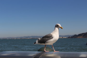 seagull over sea and blue sky