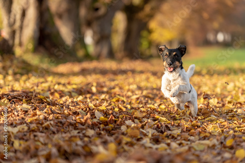 how fast can a jack russell run