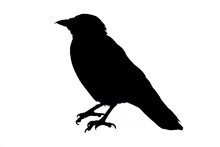 Black Silhouette Of Crow On White Background
