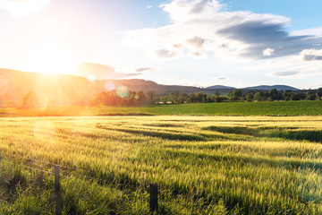 Rural landscape in Scotland at sunset. Lens flare.