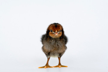 little black chicken isolated on white background,Chicks just born.