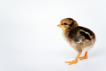 little black chicken isolated on white background,Chicks just born.