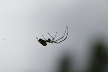 spider