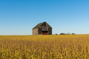 Wall Mural - Vintage wooden barn with golden soy bean leaves and beautiful blue skies.  Bureau County, Illinois, USA