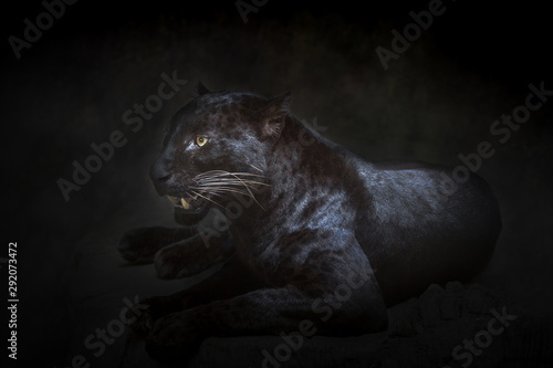 Cuadros en Lienzo Panther or leopard resting in an atmosphere of wild nature.