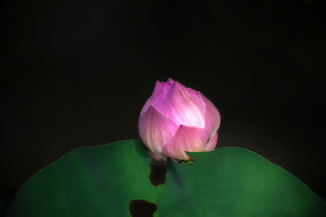 Poster - Colorful lotus flower on a black background.