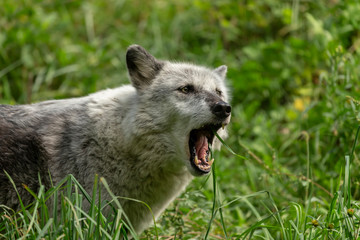 Sticker - The Timber Wolf (Canis lupus), also known as the gray wolf , natural scene from natural environment in north America.