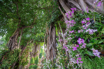 Canvas Print - Vertical banyan tree arrangements in the park.