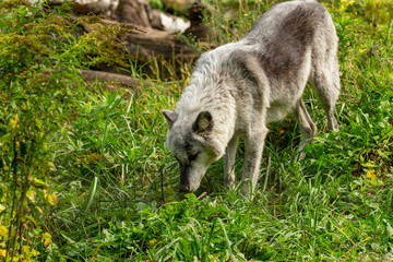 Sticker - The Timber Wolf (Canis lupus), also known as the gray wolf , natural scene from natural environment in north America.